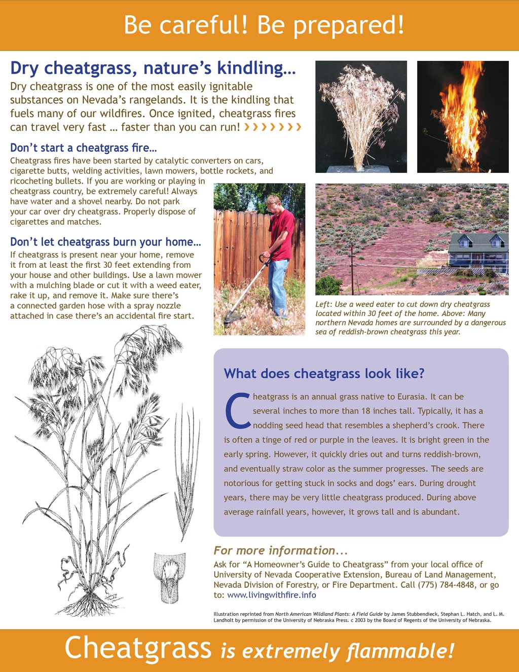 The Official Website of Platte County Wyoming Cheatgrass The Official Website of Platte County Wyoming Cheatgrass